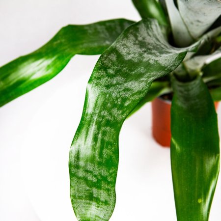 Эхмея Праймера Aechmea Primera L 60/15 (Н)