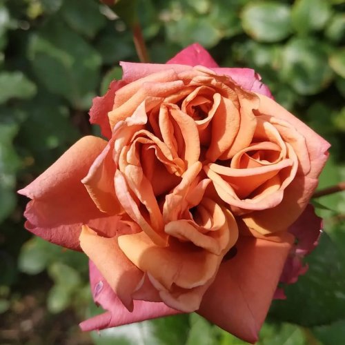 Роза чайно-гибридная Ча-ча КОНУС ROSA CHA CHA контейнер 15л