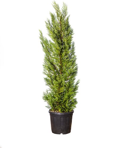Купрессоципарис Лейланда Cupressocyparis Leylandii с18 175/200 (И)