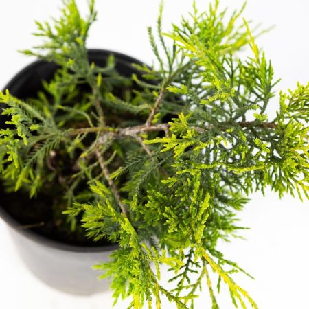 Можжевельник средний Pfitzeriana Aurea с3