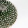 Маммиллярия Cactus Mammillaria Hahniana 15/12 (Н)