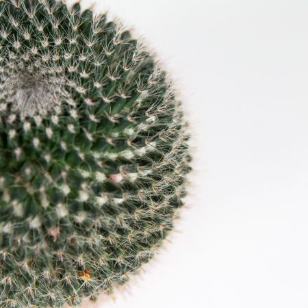 Маммиллярия Cactus Mammillaria Hahniana 15/12 (Н)