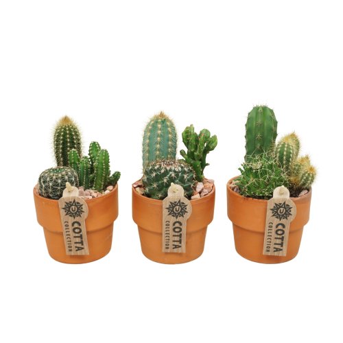 Кактус Cactus Arrangement In Terracotta 25/10 (Н)
