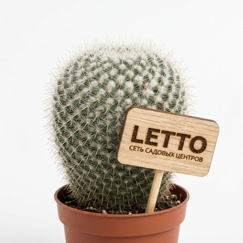 Маммиллярия Cactus Mammillaria Hahniana 16/5,5 (Н)