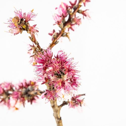 Персик карликовый Crimson Bonfire чаша с30 60/80 Prunus persica Crimson Bonfire (И)