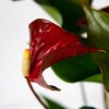 Антуриум Андре Адиос Динамит Anthurium andraeanum Adios Dynamite 60/17