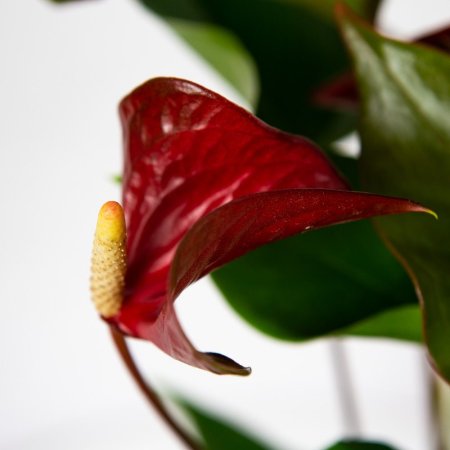 Антуриум Андре Адиос Динамит Anthurium andraeanum Adios Dynamite 60/17