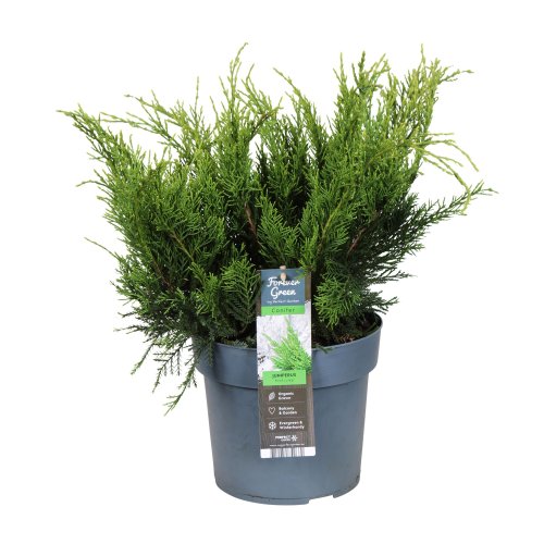 Можжевельник средний Juniperus media Pfitzeriana Mint Julep 50/19 (Н)