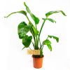 Стрелиция Николая Strelitzia nicolai 120/21