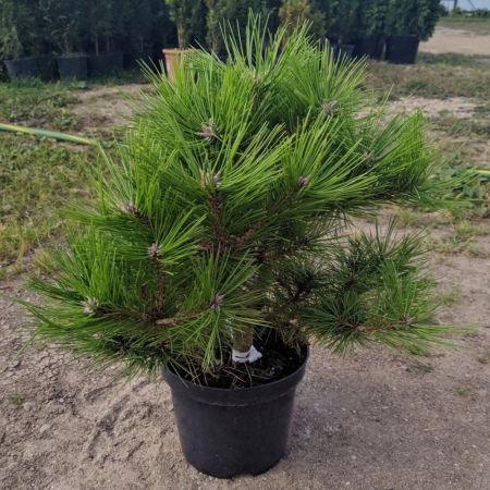 Сосна густоцветковая Лоу Глоу Pinus densiflora Low Glow 3л (Н)
