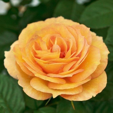 Роза плетистая в ассортименте Rose rampicanti in varieta 5л (И)