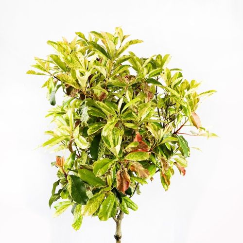 Фотиния пильчатая Pink Crispy 1/4 ШТАМБ декор.кашпо с14 100/120 Photinia serratifolia 1/4 Fusto (И)