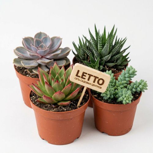 Суккулент Композиция микс Succulenten mix р22