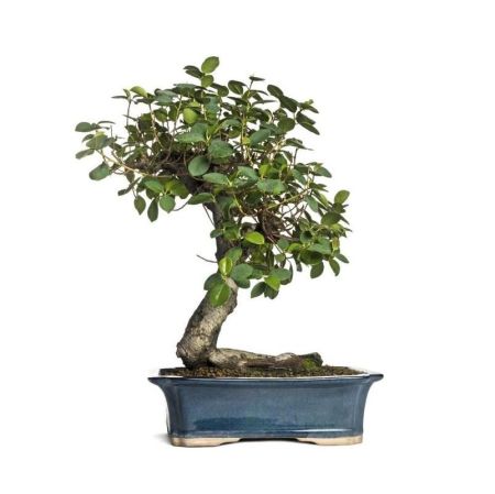 Фикус гинсенг в горшке Ficus ginseng in pot 70/35