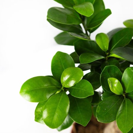 Фикус гинсенг Ficus ginseng 35/15 (Н)