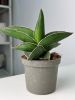 Сансевиерия Самурай Sansevieria Samurai 15/6