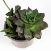 Суккулент ТРИО микс Succulenten mix trio р12