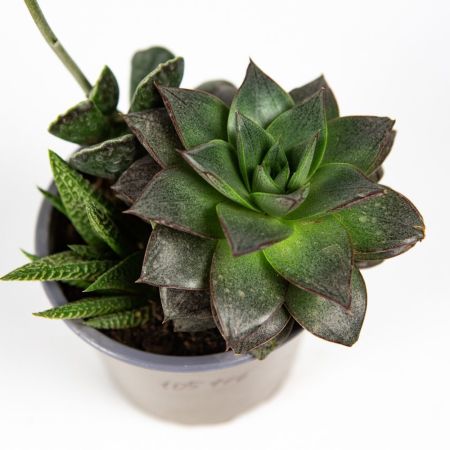 Суккулент ТРИО микс Succulenten mix trio р12