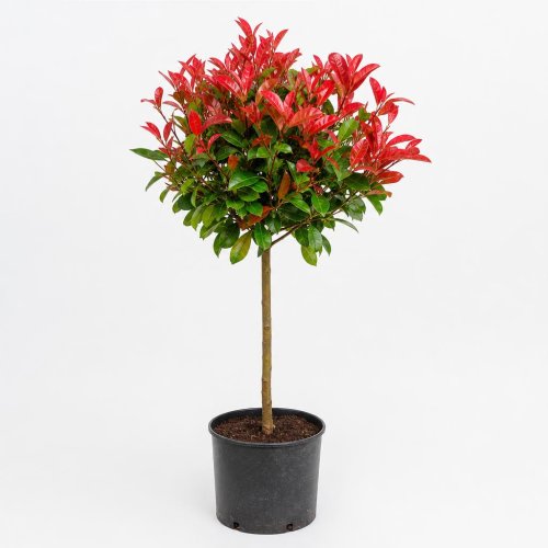 Фотиния Фразера Little Red Robin Nana 1/2 ШТАМБ с18 Photinia Fraseri MEZZO FUSTO