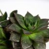 Суккулент ТРИО микс Succulenten mix trio р12