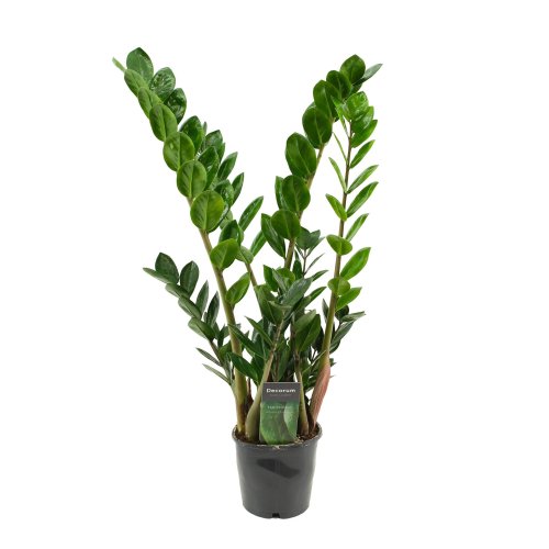 Замиокулькас микс Zamioculcas mix d12см