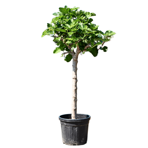 Инжир в ассортименте полуштамб Ficus carica 70л 14/16 (И)