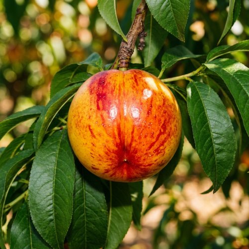 Персик Нектарин 1/2 ШТАМБ с10 180/200 Prunus persica (nectarinier) Alice 1/2 Fusto (И)