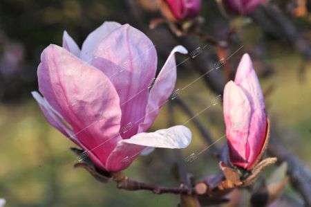 Магнолия Суланжа 125/150 Magnolia soulangeana 18л (И)