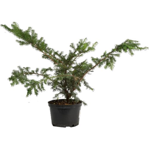 Тис ягодный Репенденс Taxus baccata Repandens 15-20см с3