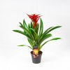 Гузмания Guzmania Chic 50/14