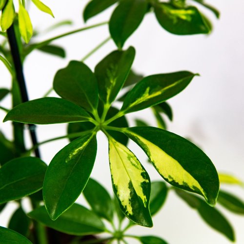 Шеффлера Герда Schefflera Gerda 45/13