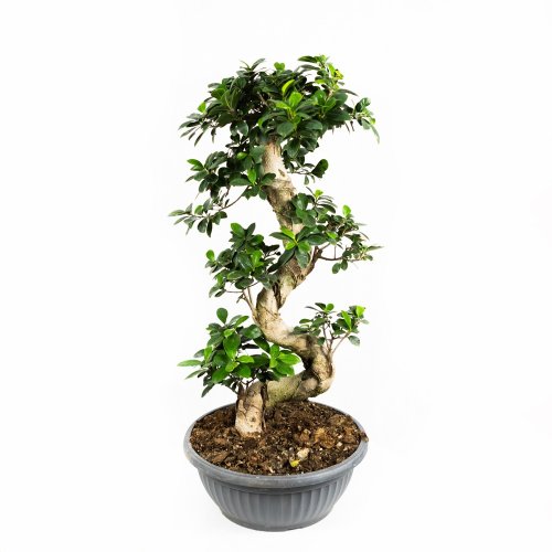 Фикус гинсенг S-образный Ficus ginseng S-type 90/32 (Н)