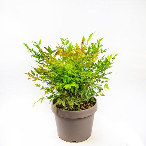 Нандина домашняя с3 Nandina domestica Gulf Stream (И)