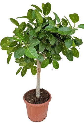 Фикус бенгальский Одри на штамбе Ficus benghalensis Audrey on stem 140/44