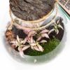 Композиция в колбе Terrarium Halley 30/16 (Н)