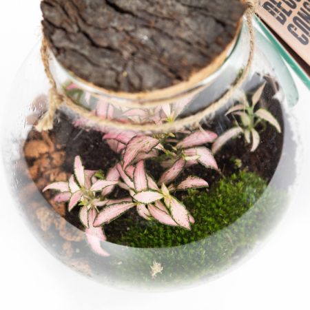 Композиция в колбе Terrarium Halley 30/16 (Н)