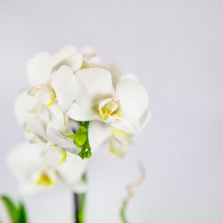 Фаленопсис 2 ствола Phalaenopsis 2st Tiny Dolls Mix 10+ 17/6 (Н)