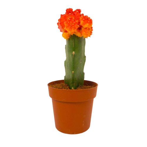 Гимнокалициум микс Gymnocalycium mix 15/5,5 (Н)