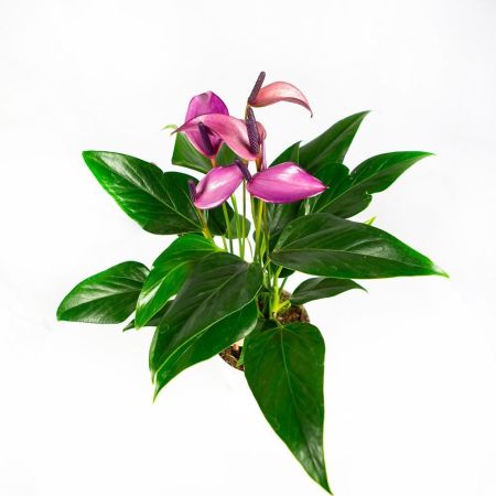 Антуриум Зизу Anthurium Zizou 6+ 40/12 (Н)