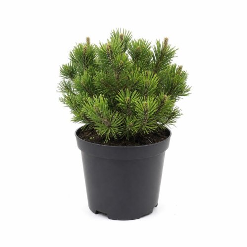 Сосна горная Pinus mugo Mugus с5