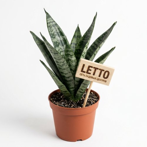 Сансевиерия Sansevieria Tough Guy 40/12 (Н)