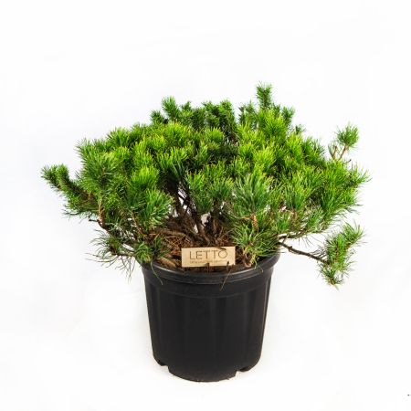 Сосна горная Пумилио Pinus mugo Pumilio 15л (Н)