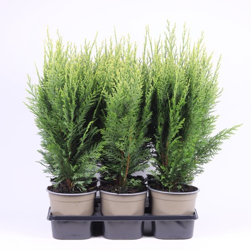 Кипарисовик Лавсона Chamaecyparis Lawsoniana White Spot 45/15 (Н)