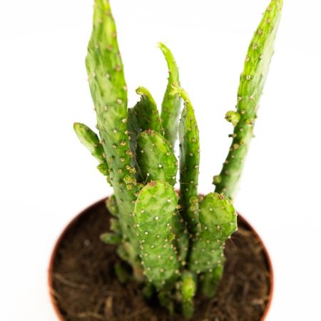 Опунция микс Opuntia mix 25/12