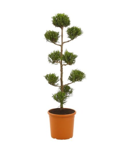 Купрессоципарис Лейланда Pyramidalis POMPONS с9 Cupressocyparis Leylandii (И)