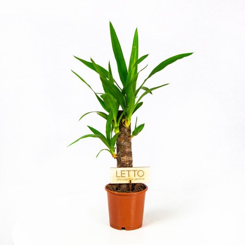Юкка на штамбе 20 см 2+ Yucca 20cm Stem 2+ 45/11 (Н)