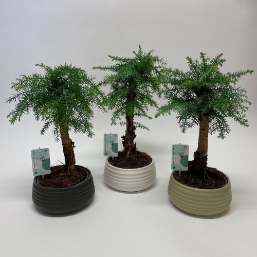 Бонсай спираль Араукарии Каннингамии Bonsai Spiral Araucaria Cunninghamii 50/19 (Н)