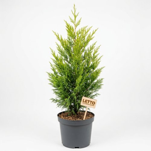 Купрессоципарис Лейланда Clone 2001 с18 175/200 Cupressocyparis Leylandii (И.)