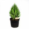 Можжевельник китайский Stricta с10