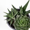 Суккулент ТРИО микс Succulenten trio mix р12